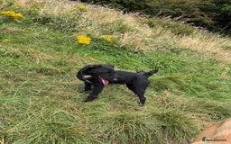 Patterdale Terrier dogs for sale: Male Patterdale terrier  - Image 3