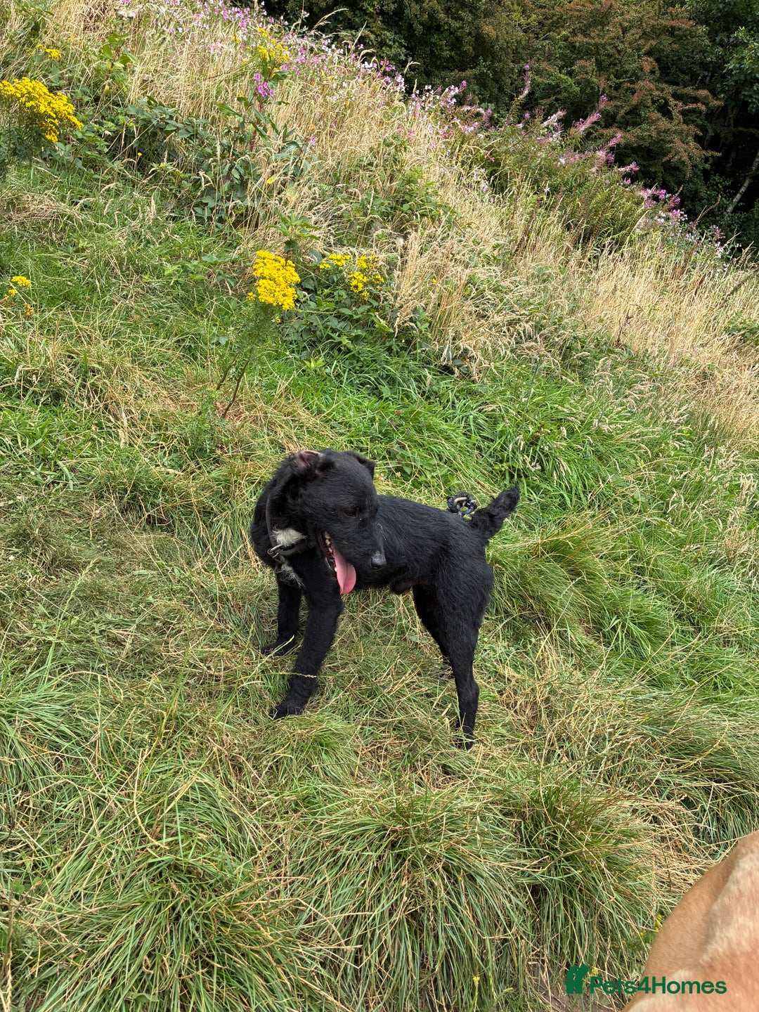 Patterdale Terrier dogs for sale: Male Patterdale terrier  - Image 3