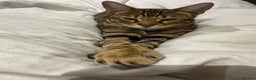 Bengal cats for sale: 🐆Bella's Bengals🐆 - Advert 3