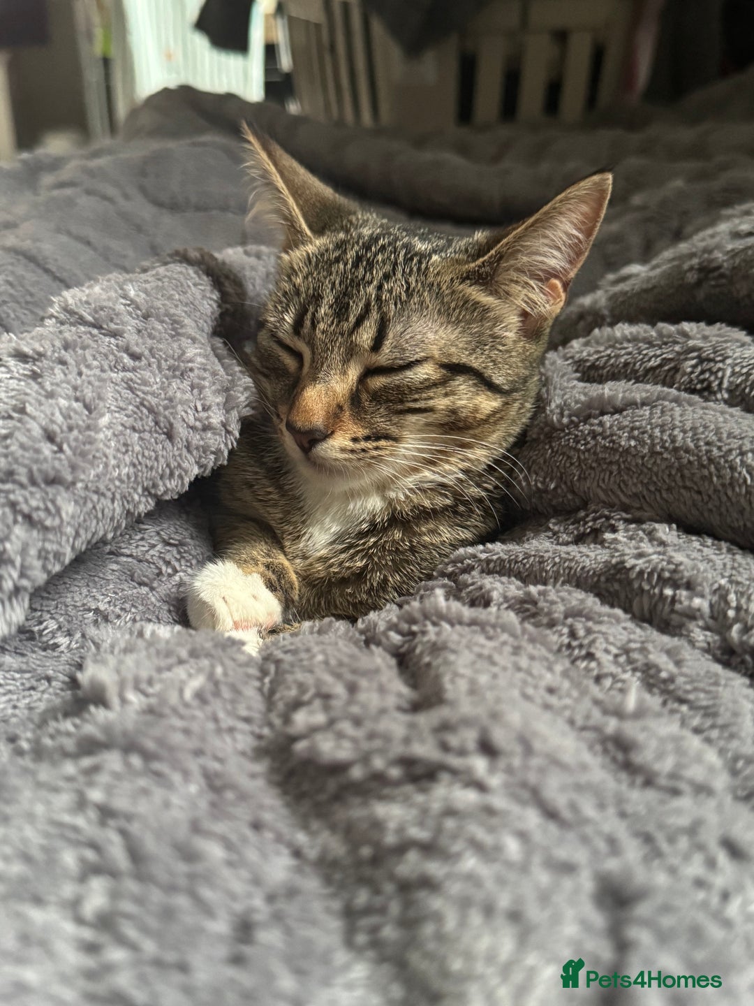 Domestic Shorthair cats for sale: Kitten for sale - Advert 3