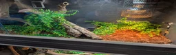 Python Snake reptiles for sale: Pied Royal/Ball Python - Advert 8