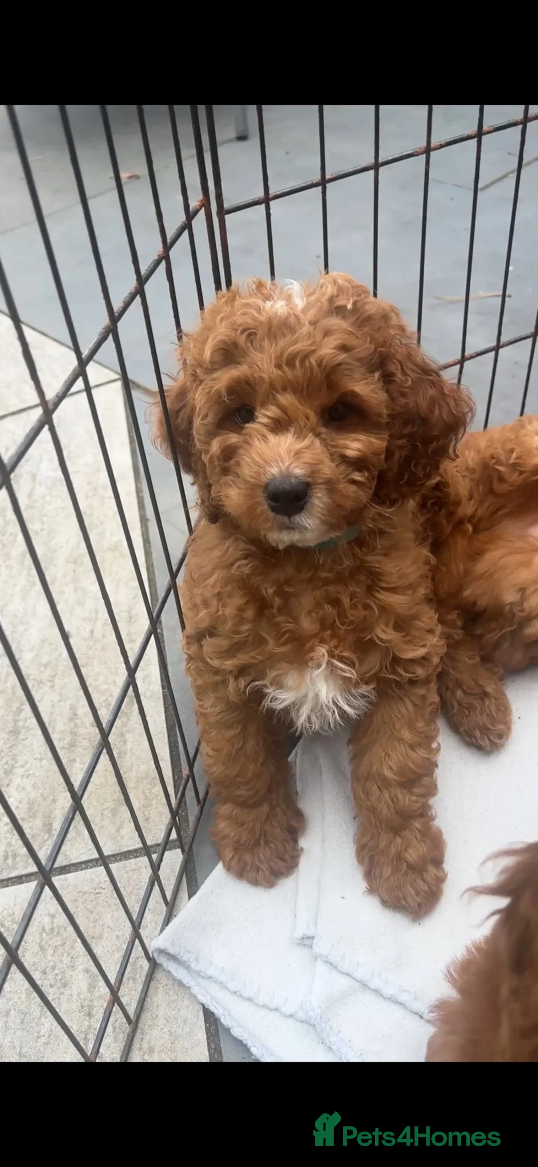 Cockapoo dogs for sale: Cockapoo Puppy *LAST BOY* - Advert 1