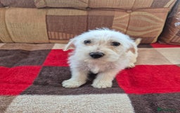 Jackapoo dogs for sale: jackapoo puppies - Image 4