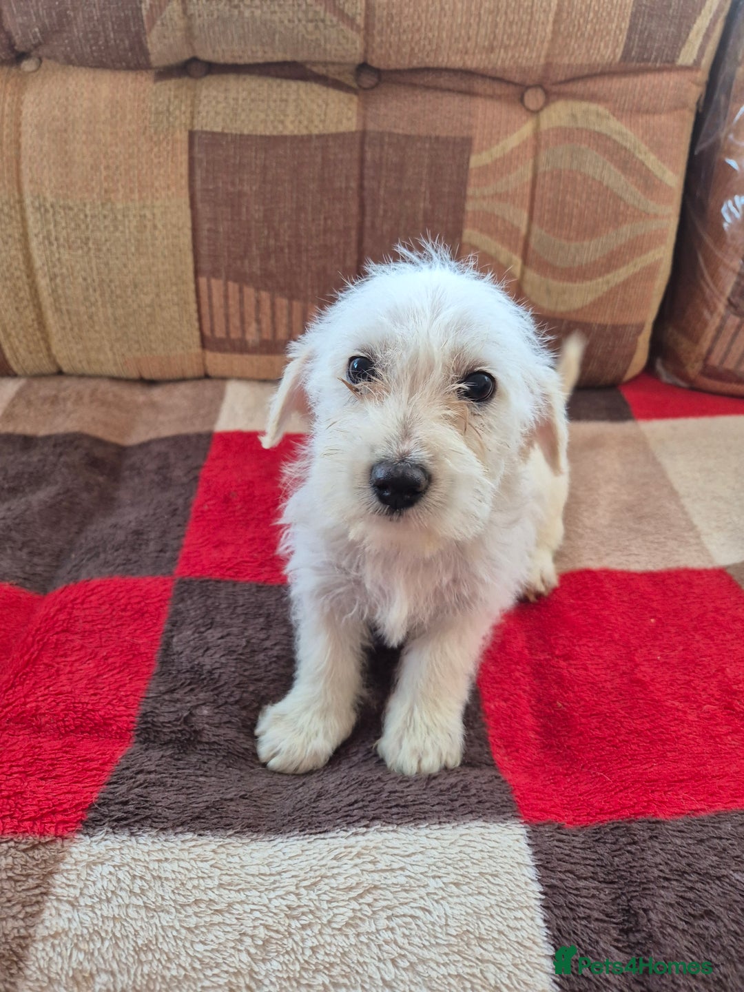 Jackapoo dogs for sale: jackapoo puppies - Image 4