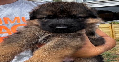 German Shepherd dogs - Advert 2