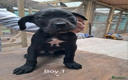 Cane Corso dogs for sale: Cane Corso Puppies - Advert 2