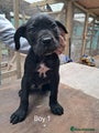 Cane Corso Puppy 1