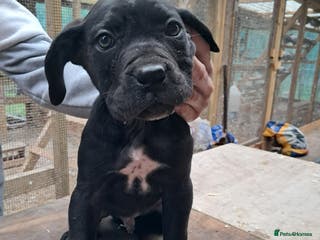 Cane Corso dogs Cane Corso Puppies - Advert 3