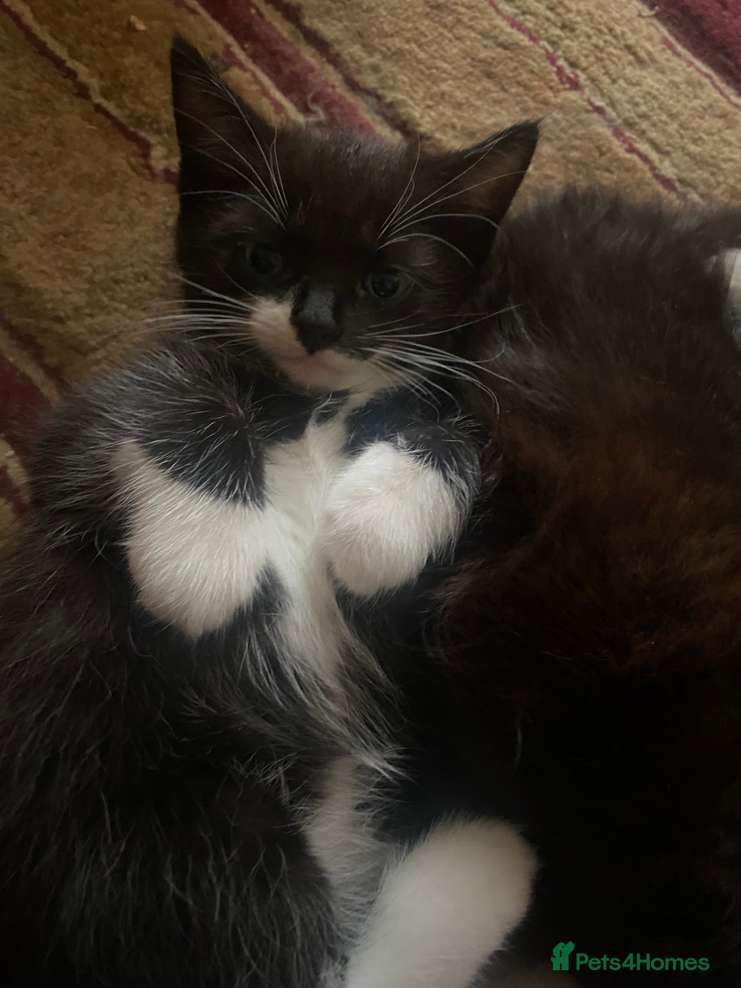 American Wirehair cats for sale: 4 kitten for sale - Image 1