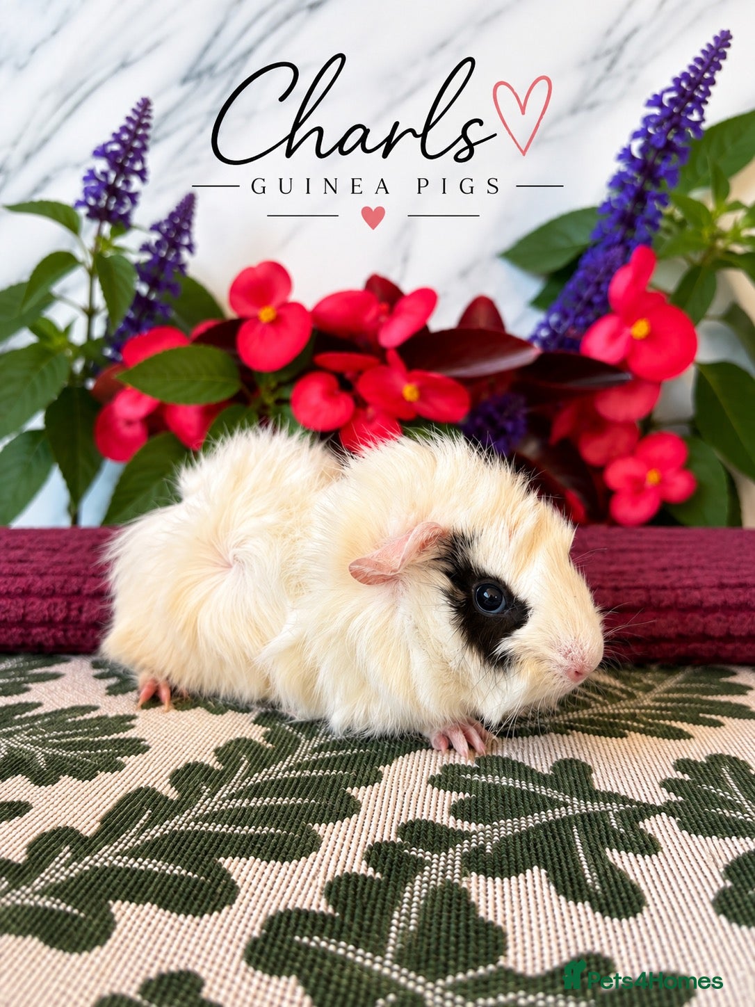 Guinea Pig rodents Lots of Female Guinea Pigs for sale  - Advert 2