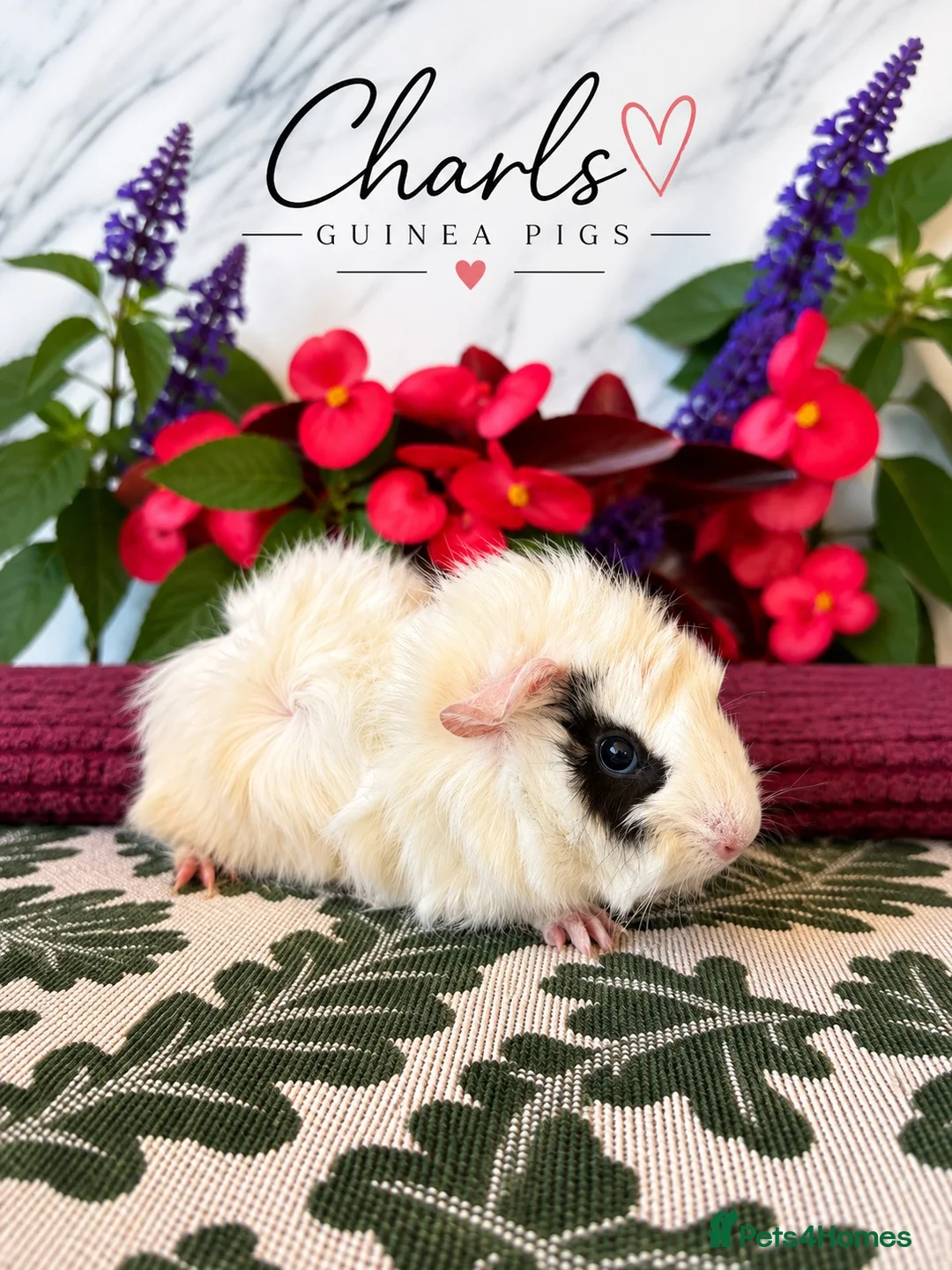 Guinea Pig rodents for sale: Lots of Female Guinea Pigs for sale  - Advert 2