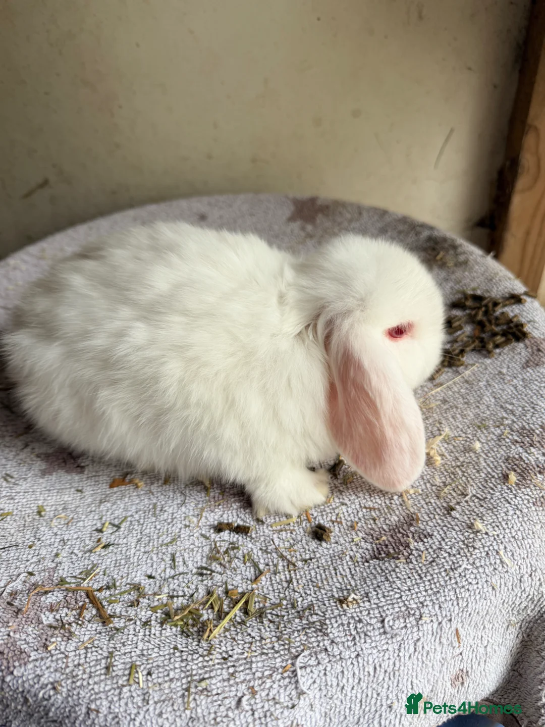 Lionhead rabbits for sale: Holland Lops looking for their forever homes - Advert 1