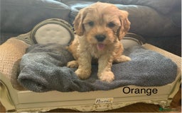 Cavapoo dogs for sale: Outstanding F1 Apricot Cavapoo puppies  - Image 7