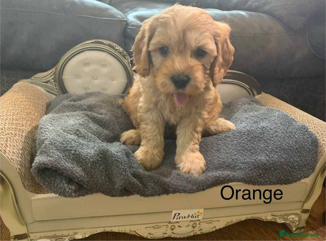 Cavapoo dogs for sale: Outstanding F1 Apricot Cavapoo puppies  - Image 7