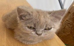British Longhair cats for sale: 5 stunning British blues  - Image 20