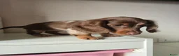 Miniature Dachshund dogs for sale: Ready Now  - Advert 8