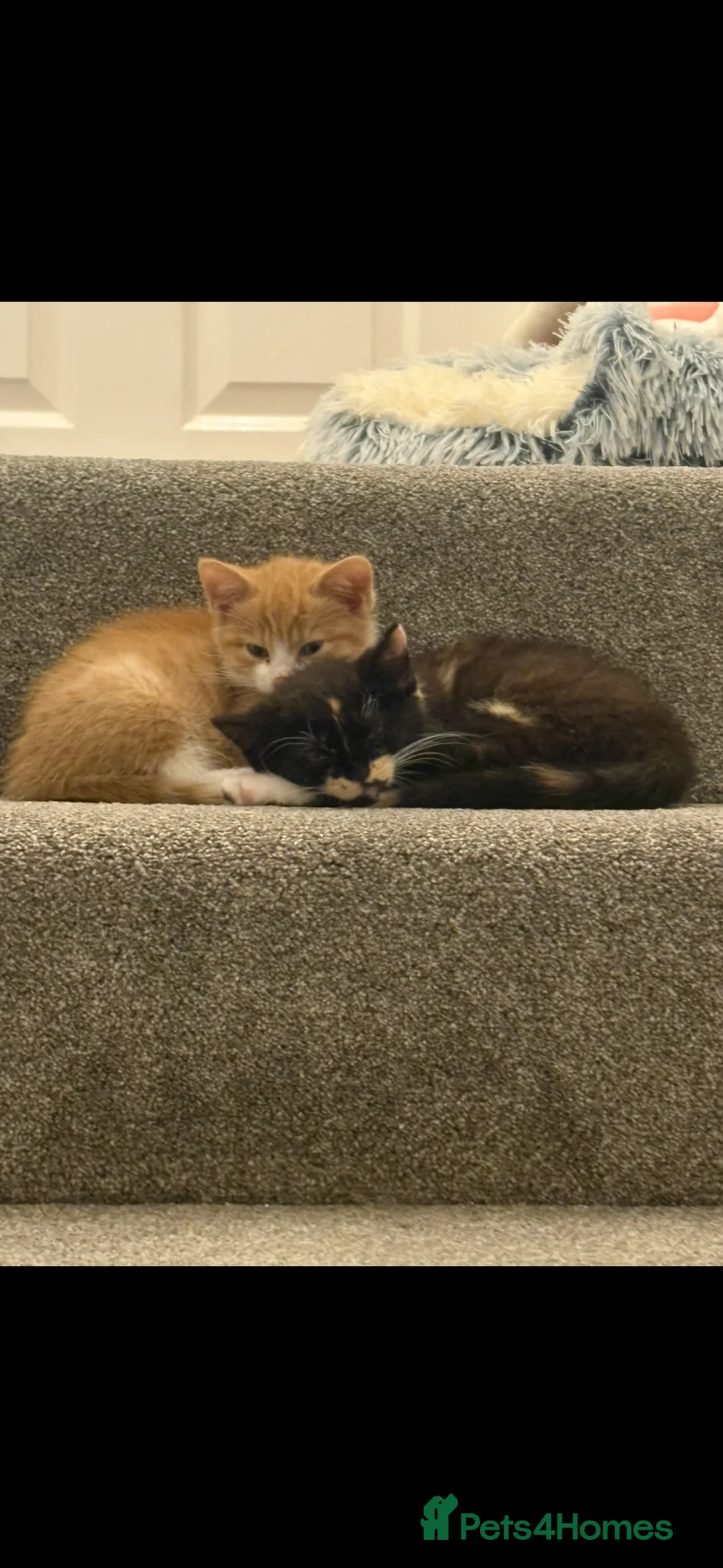 Mixed Breed cats for sale: Cats for re homing in Hull - Advert 1