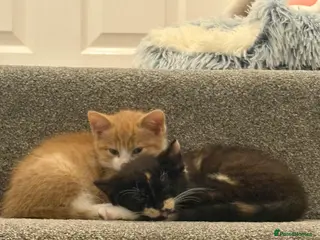 Mixed Breed cats Cats for re homing - Advert 1