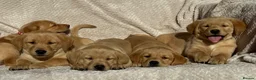 Labrador Retriever dogs for sale: Beautiful litter of KC reg Labrador puppies  - Advert 17