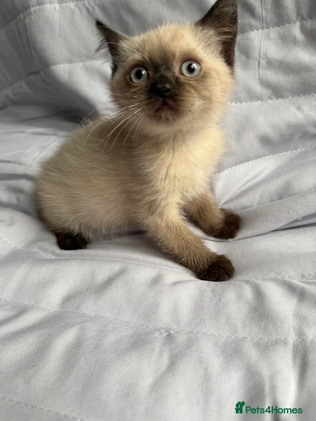 British Shorthair cats for sale: Pedigree BSH British cat kittens  - Advert 6