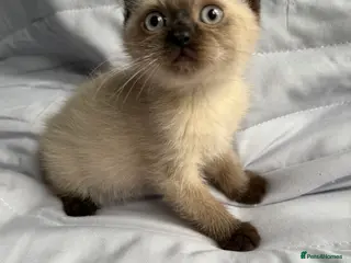 British Shorthair cats Pedigree BSH British cat kittens - Advert 1