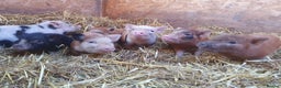 Pig livestock for sale: Mini juliana micro pigs  - Advert 2