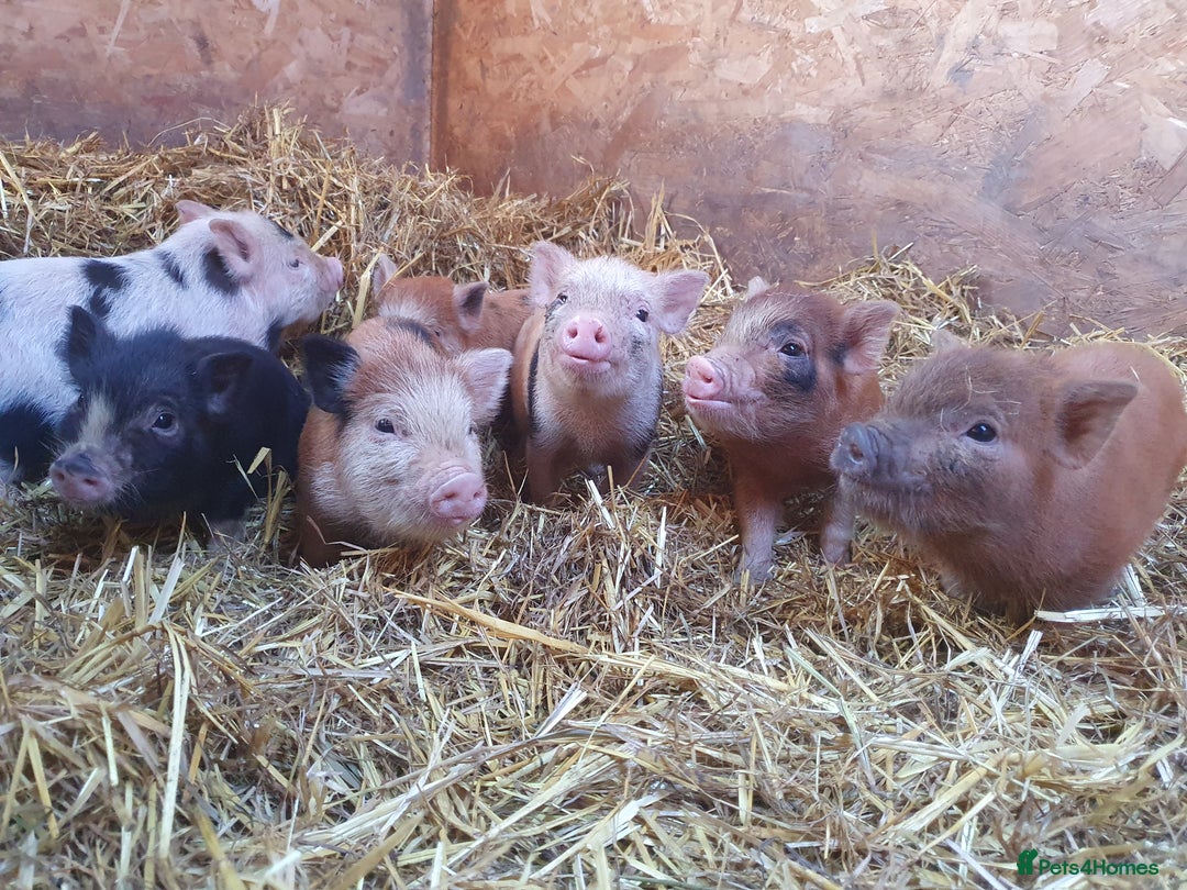 Pig livestock for sale: Mini juliana micro pigs  - Advert 2