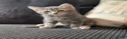 Mixed Breed cats for sale: Ragdoll x Bengal kittens  in Glasgow - Advert 13