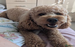 Cockapoo dogs for sale: 16 Month Old Cockapoo - Image 2