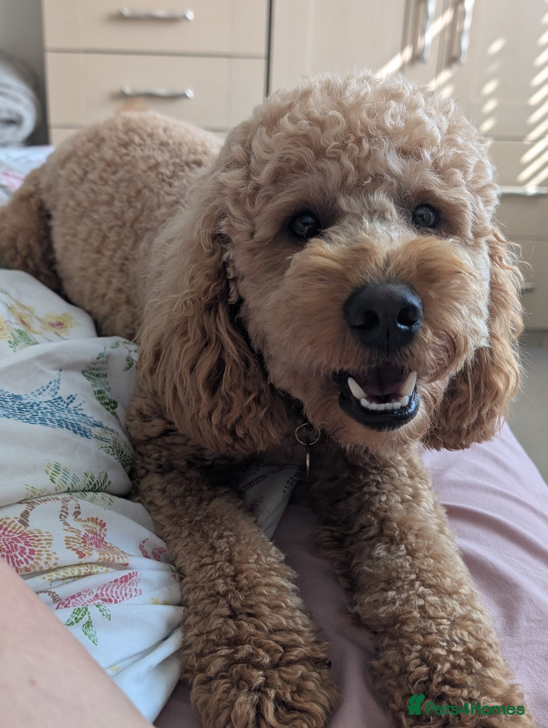 Cockapoo dogs for sale: 16 Month Old Cockapoo - Image 2