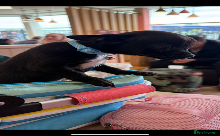 Chihuahua dogs for sale - Advert 1