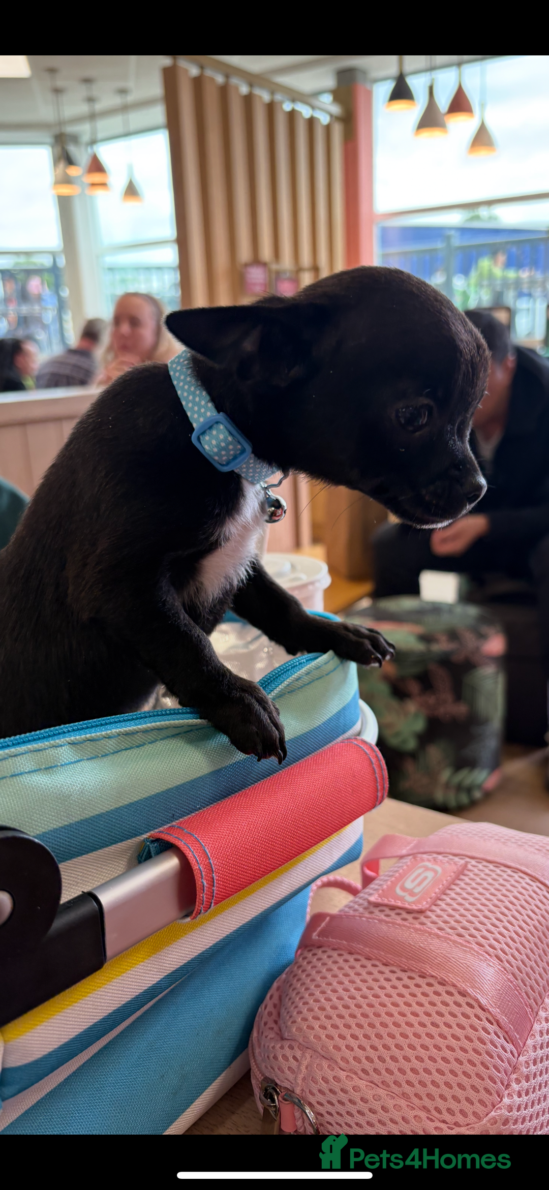 Chihuahua dogs for sale: Male chihuahua for sale  - Image 1
