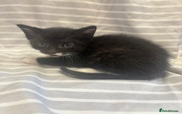 Mixed Breed cats for sale: Adorable 5-Week-Old Kittens Ready to Reserve - Image 8