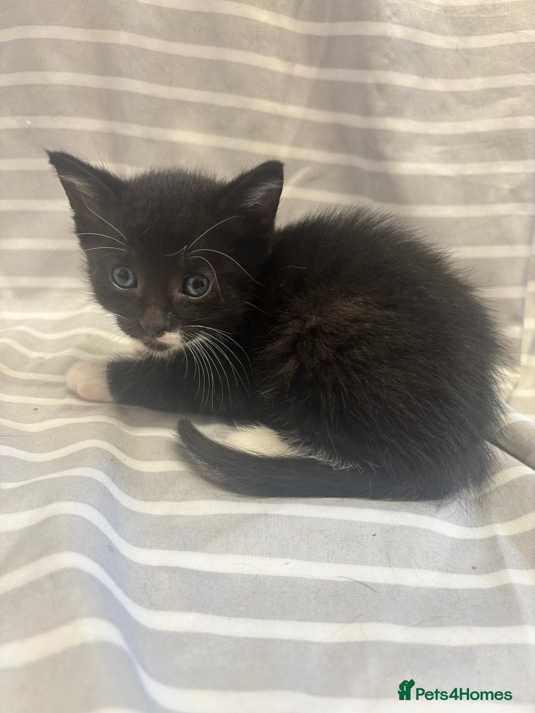 Mixed Breed cats for sale: Adorable 5-Week-Old Kittens Ready to Reserve - Image 8