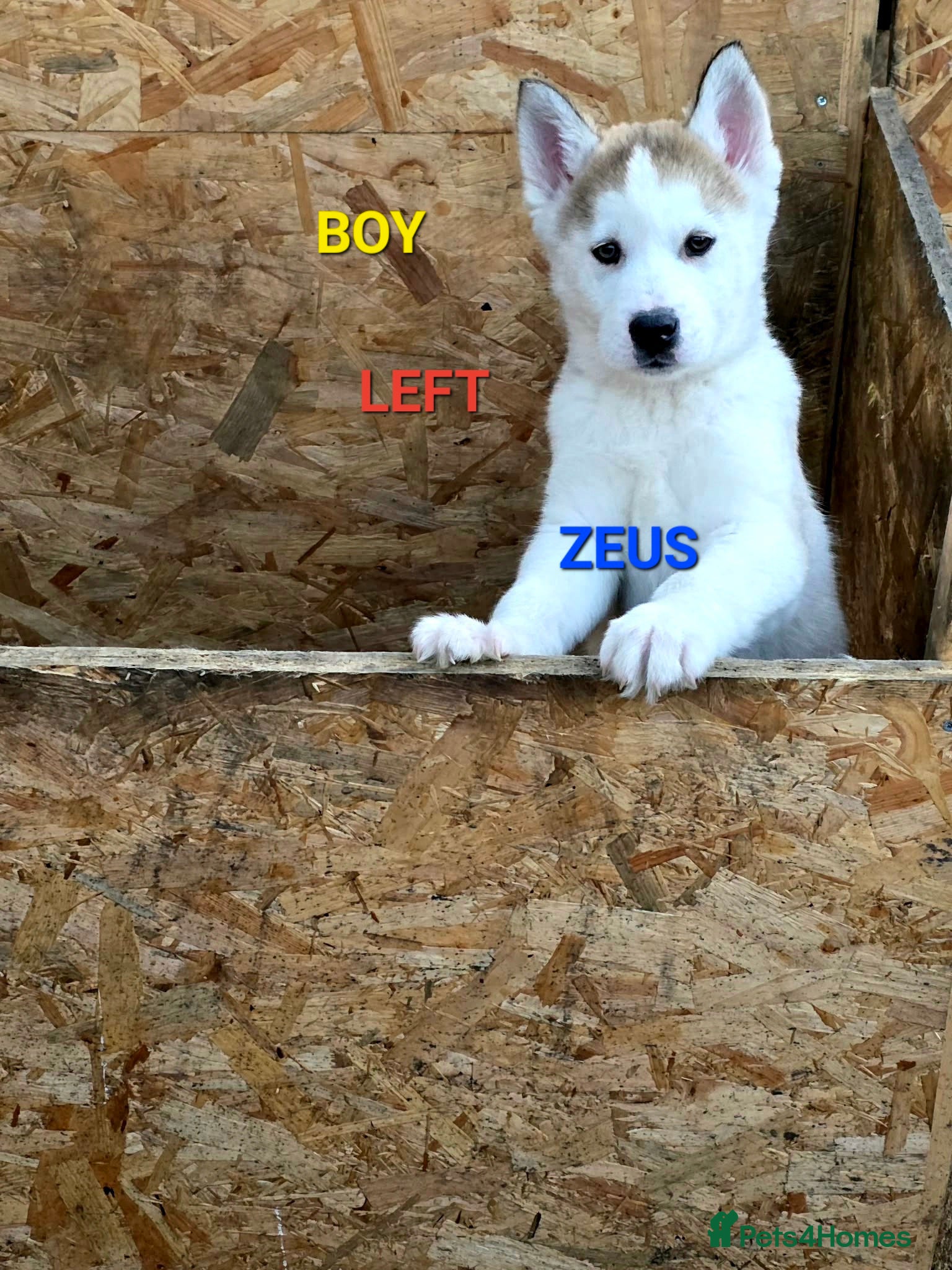 Siberian Husky dogs 1 boy left  - Advert 1