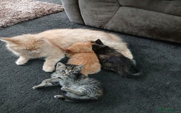 British Shorthair cats for sale: 3 beautiful kittens looking for forever home. - Advert 1