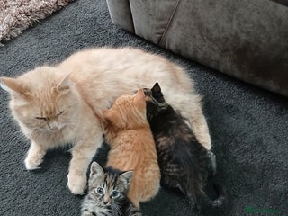 British Shorthair cats 3 beautiful kittens looking for forever home. - Advert 1