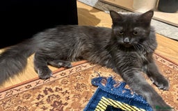 Maine Coon cats for sale: ✨ Beautiful Maine Coon Ex-Queen ✨ - Advert 5