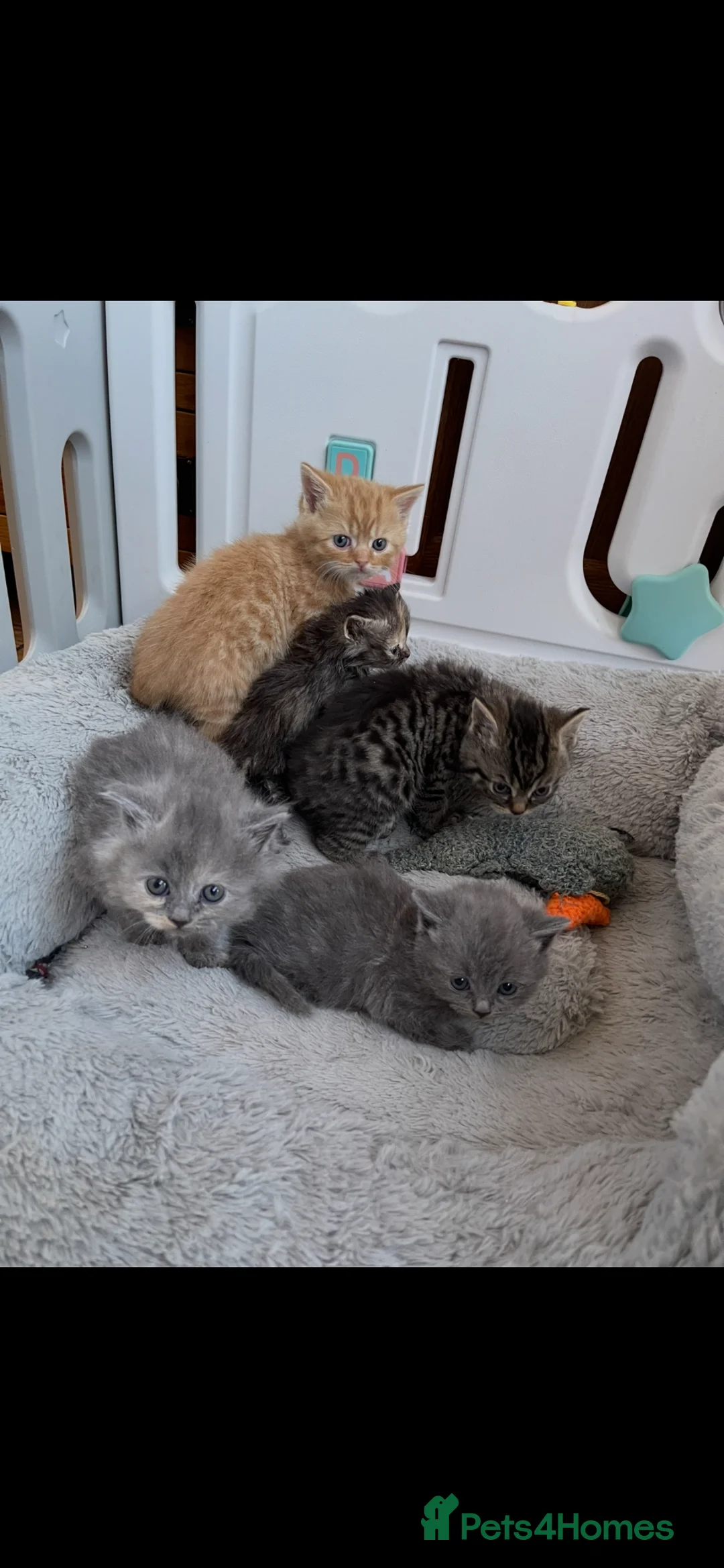 Mixed Breed cats for sale: Adorable Persian x Ragdoll x Tabby kittens in Haverfordwest - Advert 2