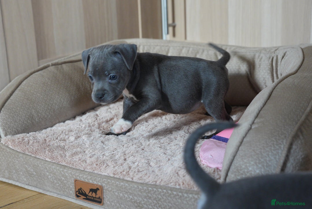 Staffordshire Bull Terrier dogs for sale: Beautiful staffy puppies - Image 4
