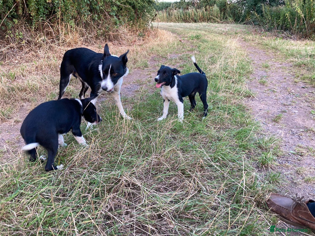 Border Collie dogs for sale: Border collie bitch pup. - Image 5