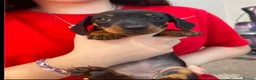 Miniature Dachshund dogs for sale: 4 Miniature Dashund Boys READY NOW in Blackburn - Advert 2