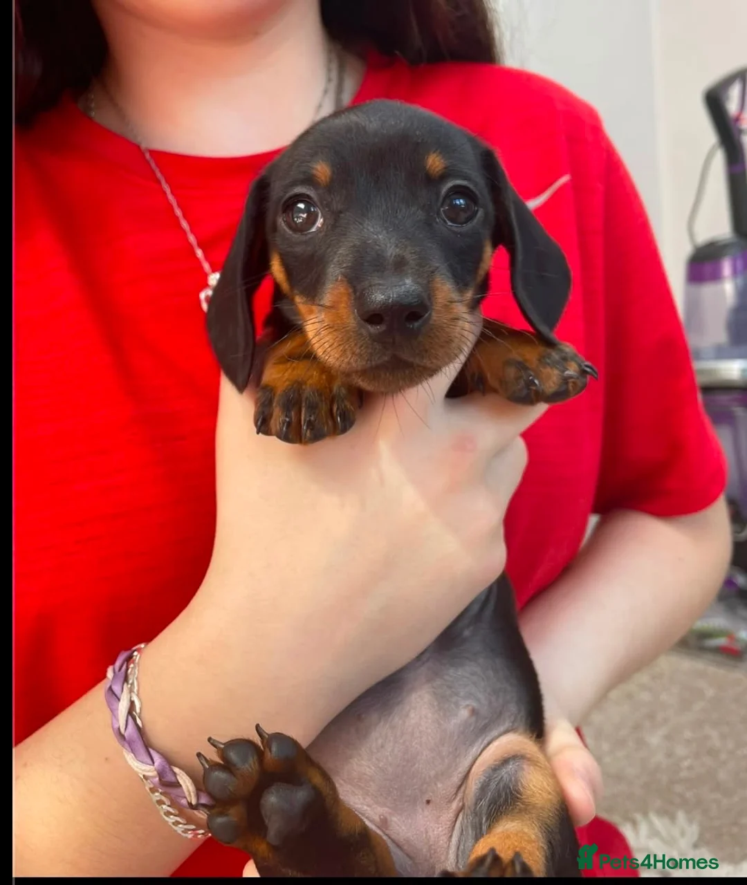 Miniature Dachshund dogs for sale: 4 Miniature Dashund Boys READY NOW in Blackburn - Advert 2