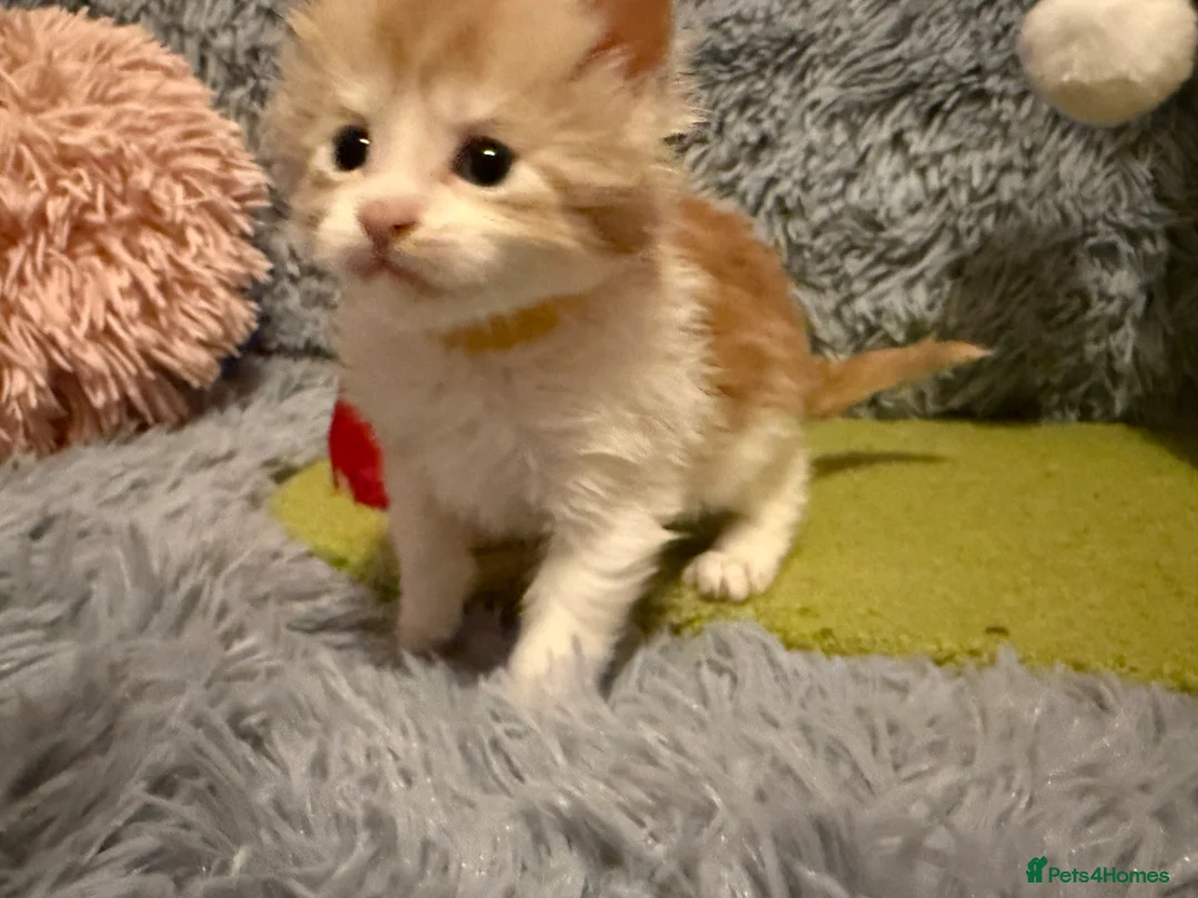 Maine Coon cats for sale: Maine coon kittens reds stunning pedigree’s  - Advert 4