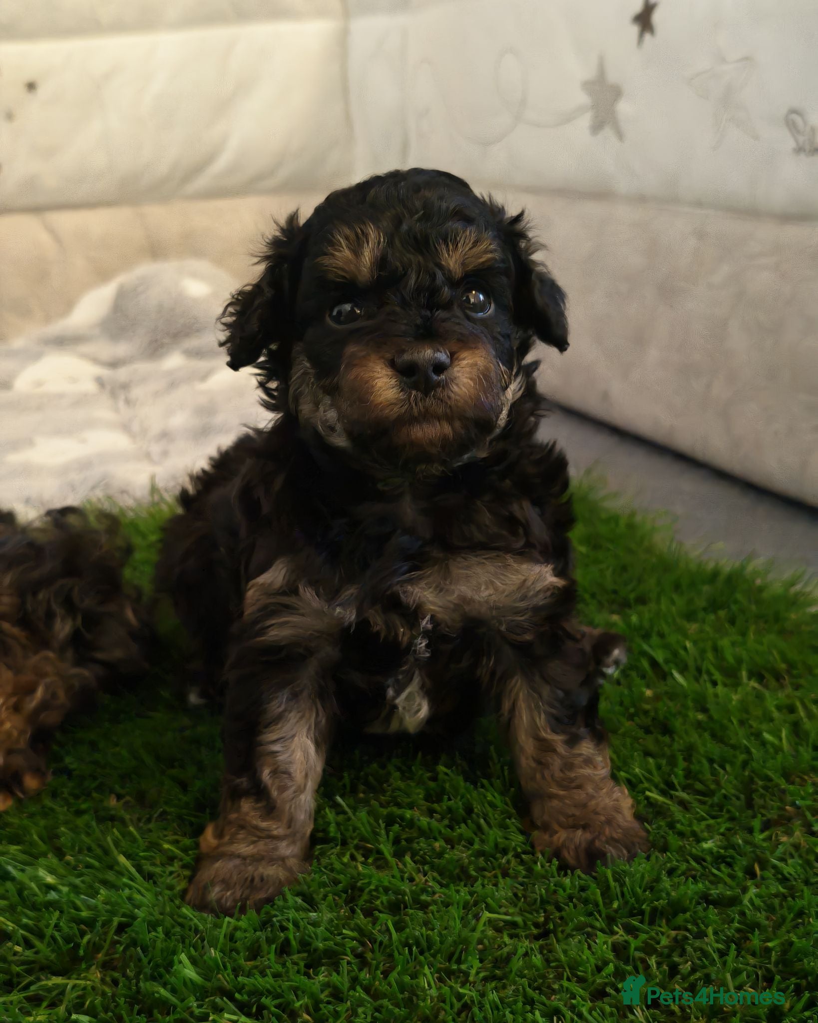 Toy Poodle dogs KC Reg Toy Poodle Puppies Health tested parents - Advert 1