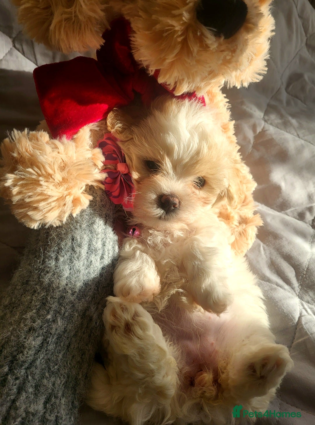 Maltipoo dogs Baby face mini maltipoo girl 💗💗💗 - Advert 15