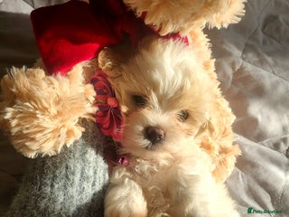 Maltipoo dogs Baby face mini maltipoo girl 💗💗💗 - Advert 15
