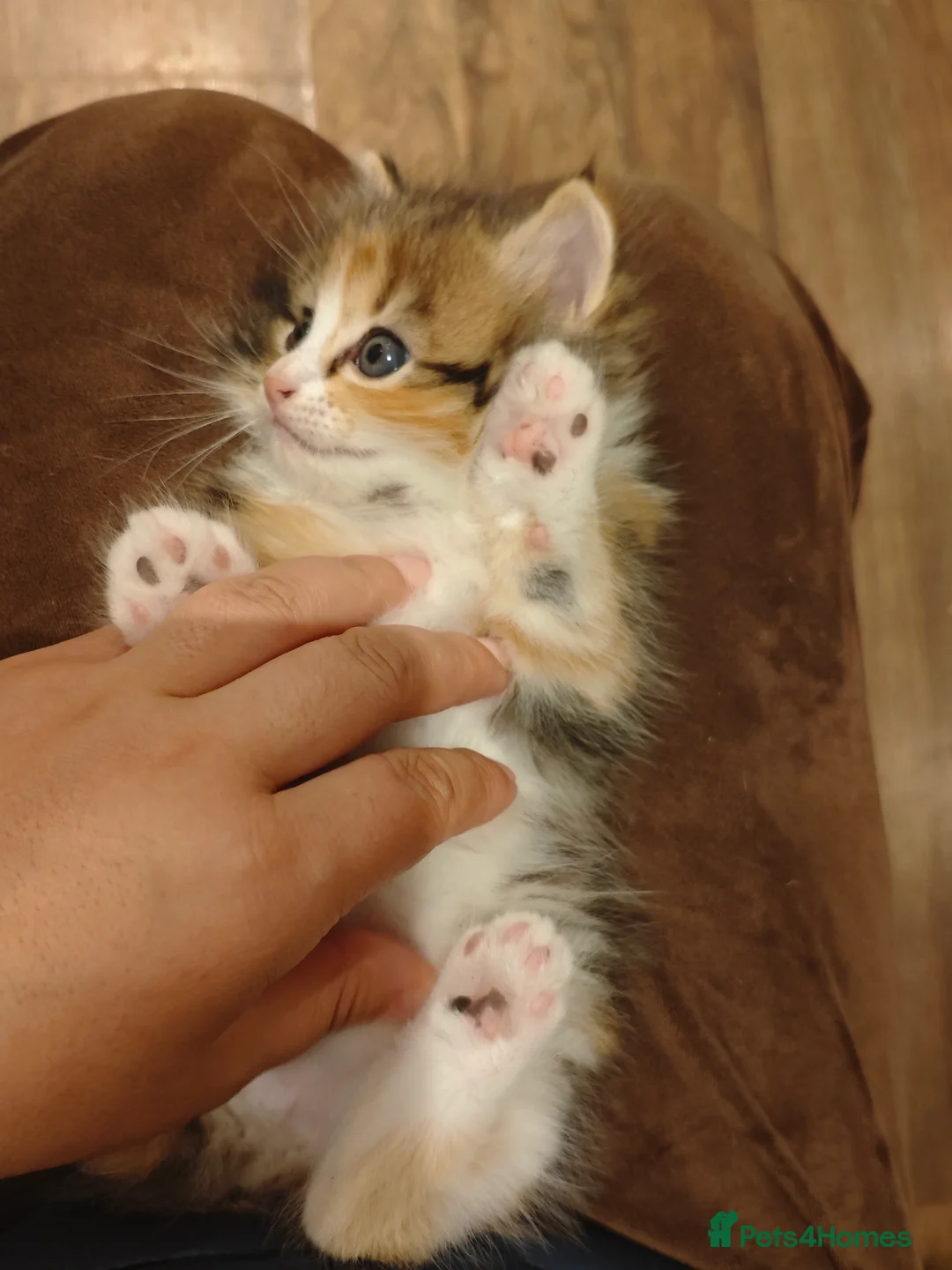 Mixed Breed cats for sale: Kitten looking for loving home  in Cardiff - Advert 8