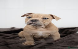 Olde English Bulldogge dogs for sale: Last boy available Olde english bulldog  - Image 5