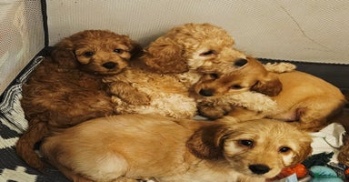 Cockapoo dogs - Advert 16
